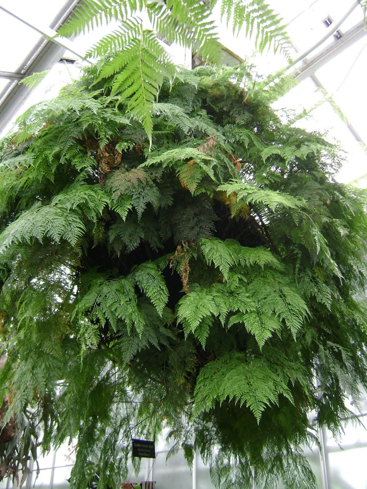 سرخس پا خرگوشی